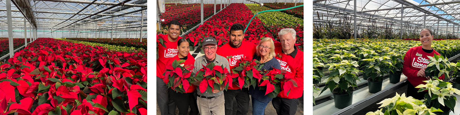 1600x400-3column-Poinsettias-1
