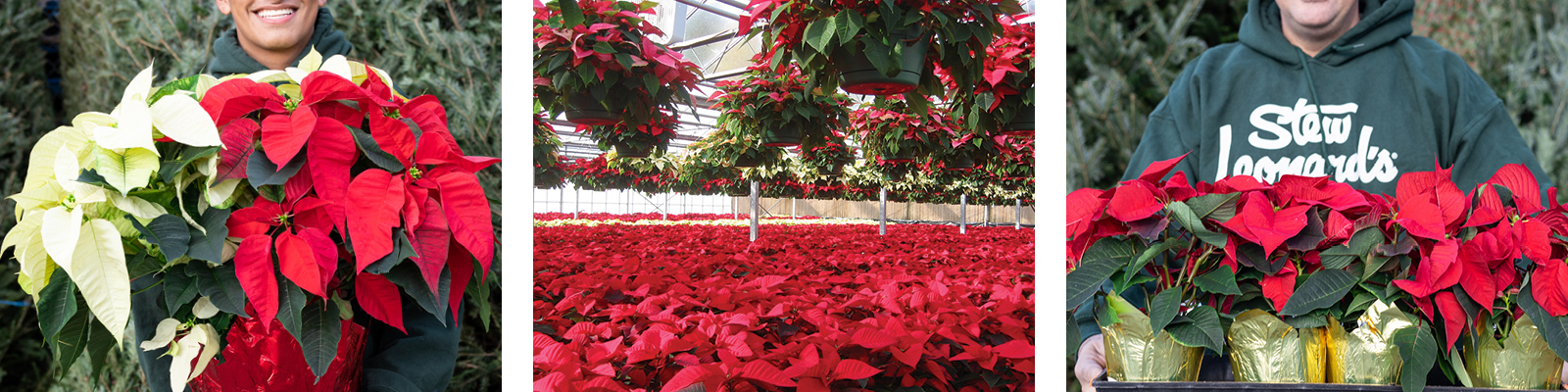 1600x400-3column-Poinsettias2