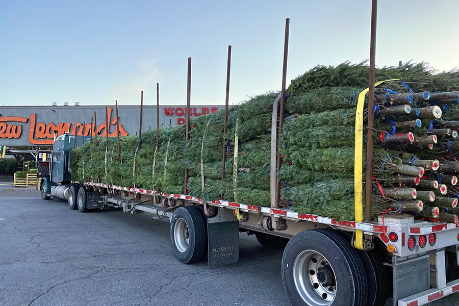 Tree_Delivery_900x600