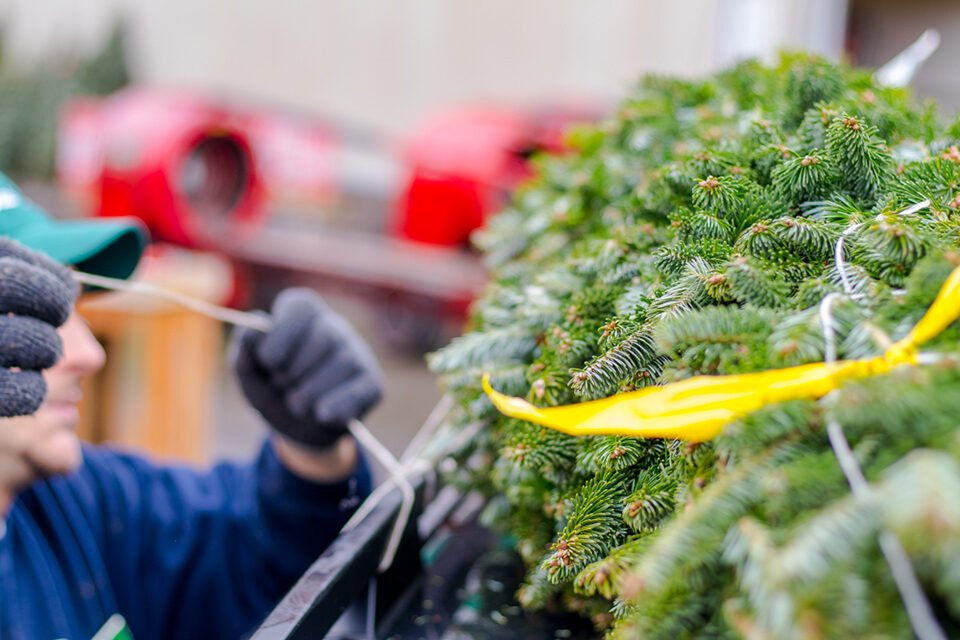Tree_shop_3
