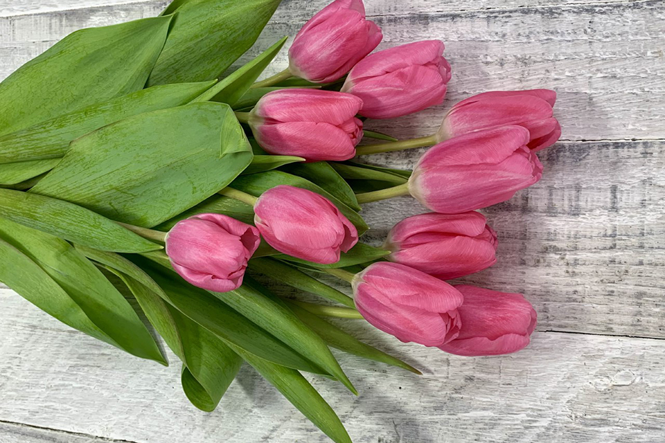 tulips_valentine