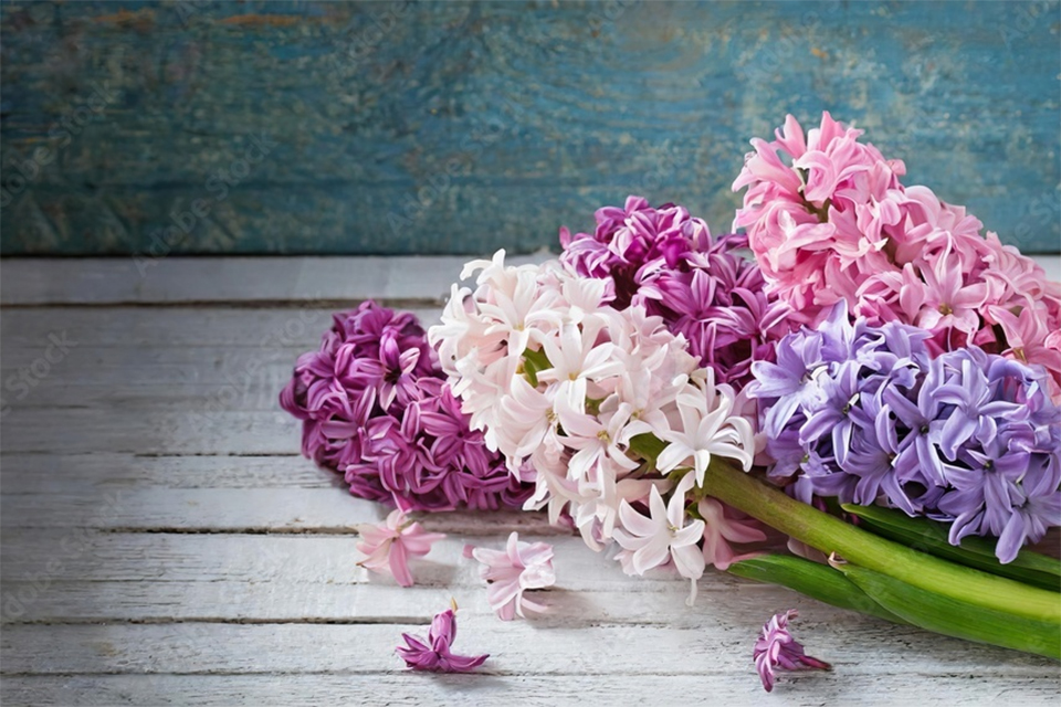 hyacinth_fpo