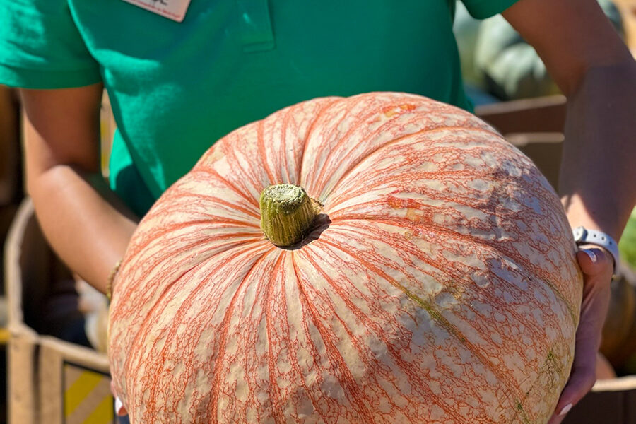 Pumpkins2_900x600