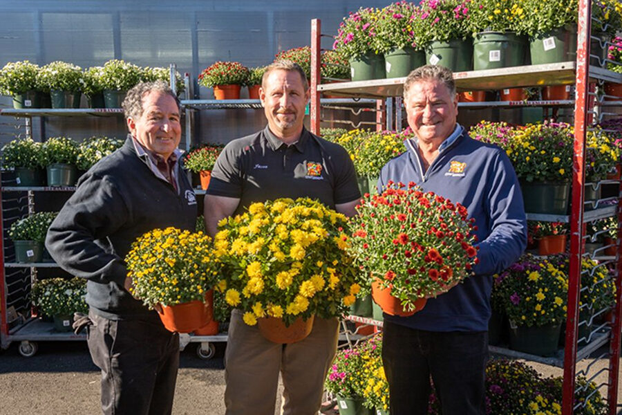 mums_danbury_2